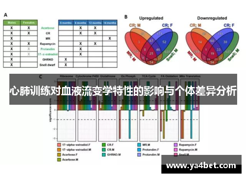 心肺训练对血液流变学特性的影响与个体差异分析